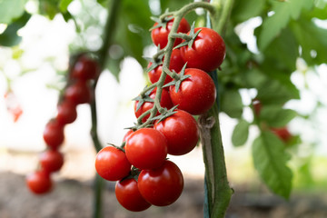 Beautiful red ripe cherry tomatoes