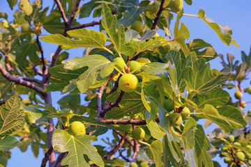 Branches of fig tree (Ficus carica) with leaves and fruits on blue sky background