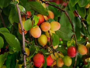Plum on the tree