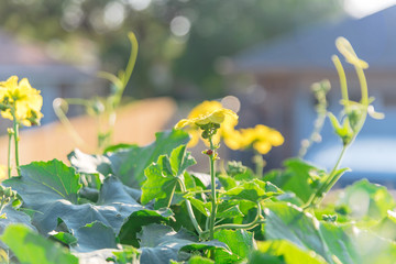 Close-up blossom Luffa plant growing growing on pergola with single family house in background near Dallas, Texas, America