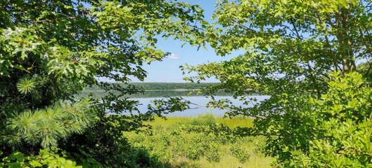 Fototapeta na wymiar Lake view through the trees