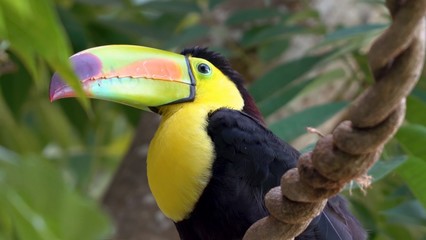 Wonderful Amazon animals the most beautiful animals