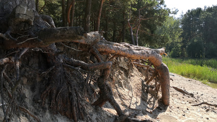 Fototapeta na wymiar Pine forest. Roots of trees on the steep shore of the lake. Soil erosion, dry land, sand.