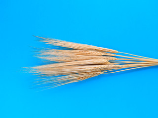 Spikelets of barley on a blue background. Simple flat lay. Harvest concept. Stock photo.
