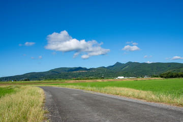 Fototapeta na wymiar 白い雲と青空と水田のある田舎道　鹿児島県出水平野