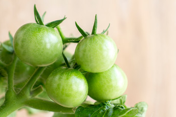 Green Cherry tomato fruits ripens on a bush branch. Selective focus. Growing food at home theme.