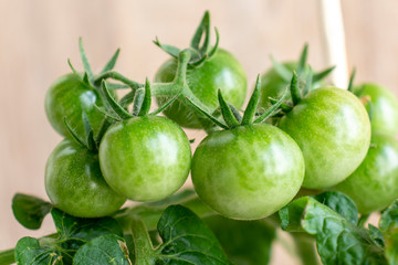 Green Cherry tomato fruits ripens on a bush branch. Selective focus. Growing food at home theme.