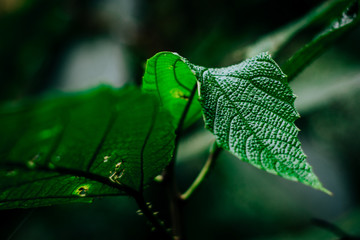 water drops on a leaf