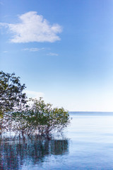 Tree in the middle of amazon river