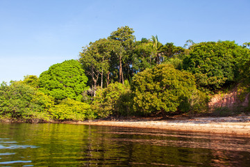 Amazon forest river