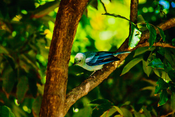Blue bird on tree branch