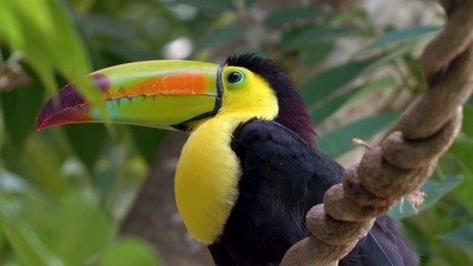 Wonderful Amazon animals the most beautiful animals