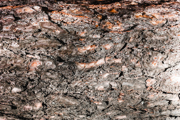 Brown abstract tree bark texture