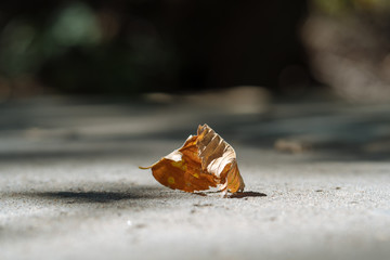 Dry leaf on the concrete path of the city park on a sunny August day