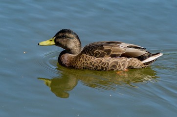 duck in the water