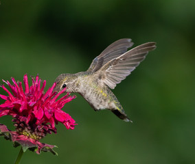 Fototapeta premium hummingbird feeding on flower