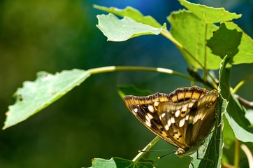 butterfly on leaf