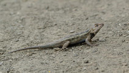 lizard on the ground. The lizard color matches the color of the ground for camouflage