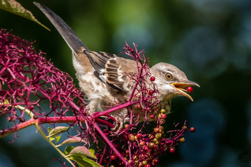 A northern mocking bird eats elderberry in the tree with its tongue visible and an elderberry in its mouth.