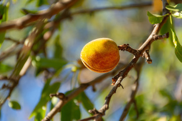 Ripe almonds on a tree branch in the sunlight. The shell opens and the nut is visible. Almond orchards. The cultivation of nuts.