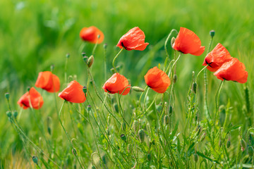 farbenfrohes Mohnblumen Feld 