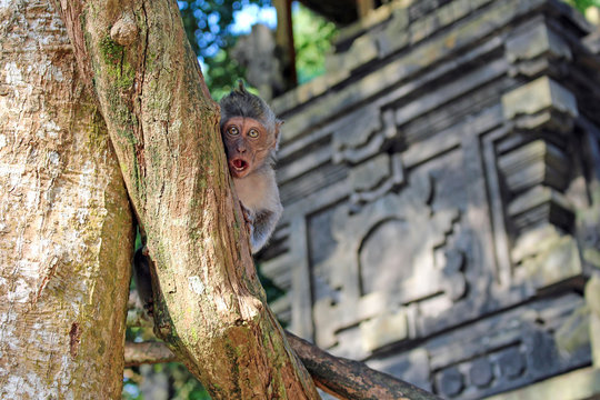 Monkey