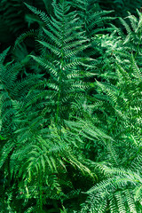 Bright green fern leaves background. Ecology and nature concept.