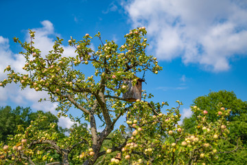Fototapeta na wymiar selbstbau Vogelhäuschen im eigenen Apfel Garten