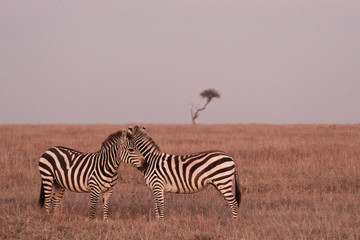 Zebra at sunset in the Maasai Mara National Park, Kenya