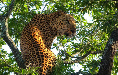 leopard in the tree - Karongwe Game Reserve, Safari in South Africa