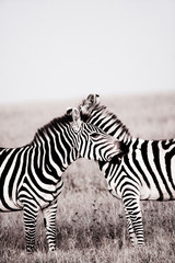 Fototapeta na wymiar Kenya Zebra at Dawn