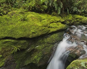 New Zealand has wonderful landscapes, fauna, waterfalls, volcanoes and trees