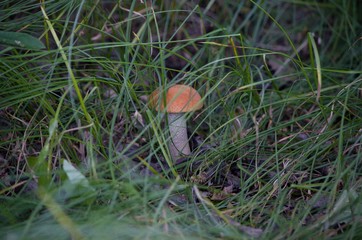 mushroom in the forest