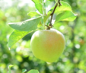 Apfelernte in Südtirol - reife Äpfel am Baum in der Morgensonne
