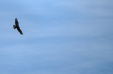 bird in flight