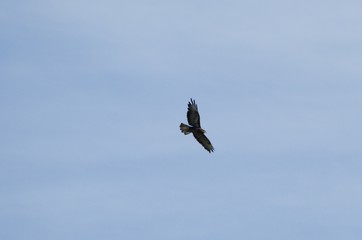 eagle in flight