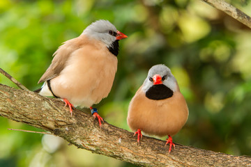 Two long-tailed finches (Poephila acuticauda), it is a common species of estrildid finch found in Australia.