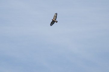 kite in the sky