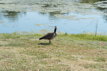 country goose on the grass