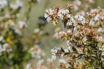 blooming tree