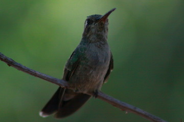 hermoso colibrí   © PRODUCCIONES ALI G.