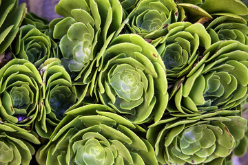 Fototapeta premium Exotic cactus plants