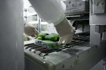 Skilled employee in uniform packing fresh cucumbers