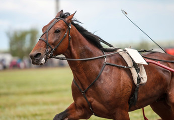 Race horse at the racetrack