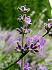 Lavender flowers blooming close up in sunlight with rain drops. Purple bushes and green leaves macro background. Aromatherapy,cosmetics,agriculture. Urban gardening in Botanical Garden, Moscow, Russia