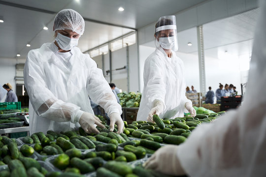 Female Workers Involved In Packing Fresh Vegetables