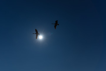 birds in the sky