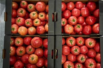 Sorted red tomatoes in a hypermarket warehouse