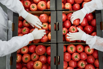 Skilled warehouse workers packaging vegetables for shipping