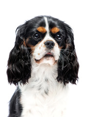 spaniel dog looking on white background